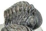 Pedinopariops Trilobite With Partial - Mrakib, Morocco #287719-4